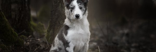 Border collie, Drzewa, Szczeniak, Pies