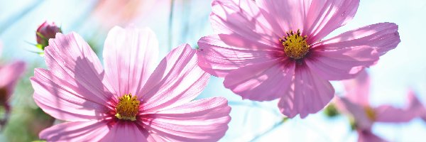 Kwiaty, Różowe, Kosmea