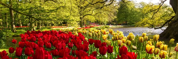 Tulipany, Park