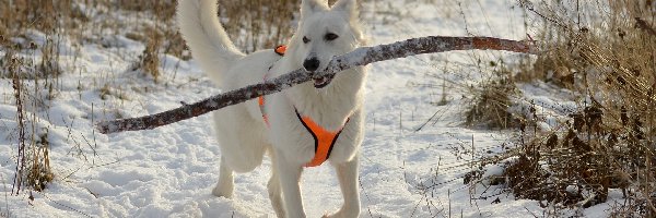 Aport, Biały owczarek szwajcarski, Śnieg, Kij, Pies, Zima