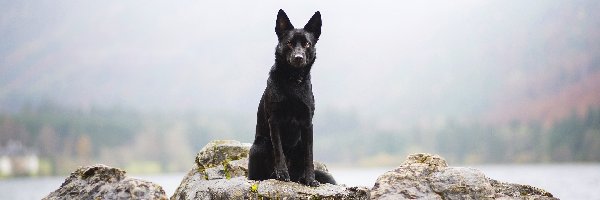 Owczarek australijski Kelpie, Pies, Skały