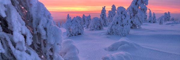 Ośnieżone, Świerki, Drzewa, Zachód słońca, Zima