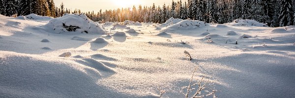 Świerki, Ośnieżone, Drzewa, Wschód słońca, Śnieg, Zima