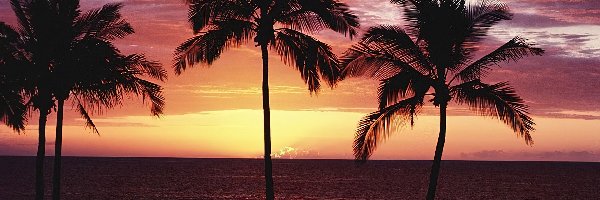 Morze, Zachód Słońca, Palmy