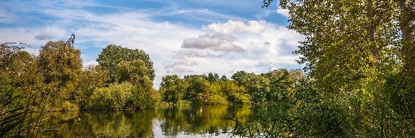 Anglia, Rzeka, Hrabstwo North Yorkshire, Trzciny, Drzewa