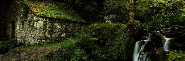 Roślinność, Młyn wodny Moulin de Chambeuil, Las, Strumyk, Gmina Laveissière, Francja