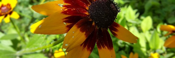 Rudbekia, Kwiaty