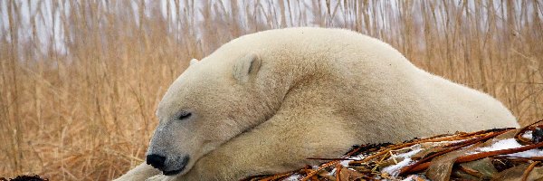 Polarny, Niedźwiedź