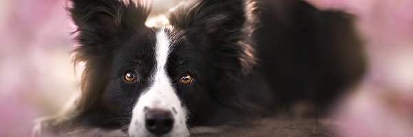 Tło, Rozmyte, Border collie