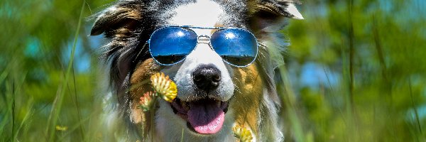 Owczarek australijski, Kwiaty, Okulary, Pies