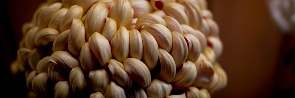 Chryzantema, Pomarańczowa