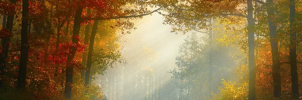 Droga, Las, Drzewa, Jesień, Przebijające światło