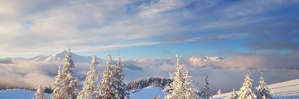 Zima, Śnieg, Góry, Iglaste, Drzewa