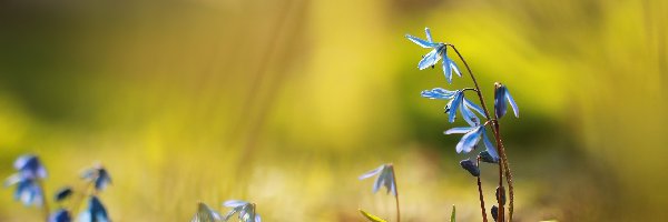 Kwiaty, Niebieskie, Cebulice Syberyjskie