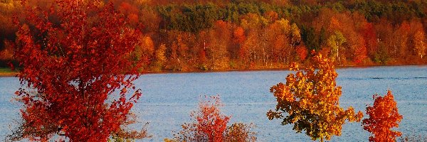 Jesień, Krzewy, Drzewa, Jezioro