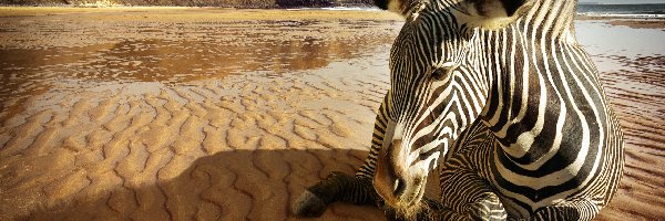 Góry, Plaża, Zebra