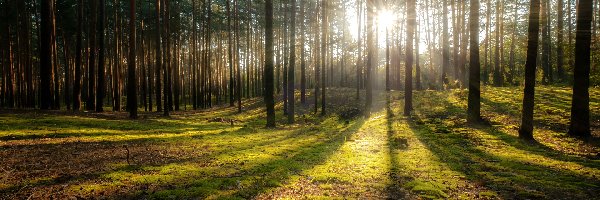 Drzewa, Promienie słońca, Przebijające światło, Las