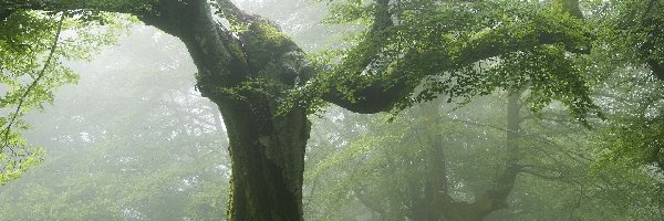 Mgła, Konar, Dąb