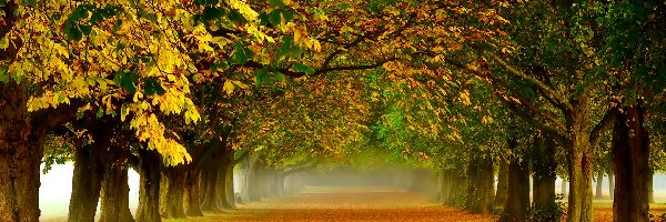 Droga, Liście, Drzewa, Jesień