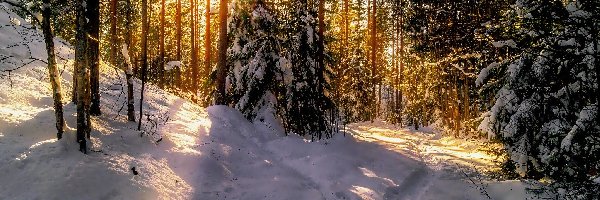 Zima, Ścieżka, Las, Promienie słońca, Wschód