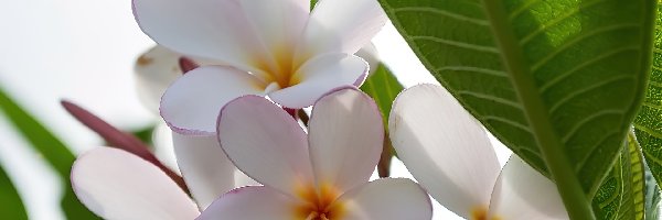 Białe, Liść, Kwiaty, Plumeria