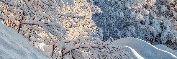 Pagórki, Las, Gałęzie, Śnieg, Drzewa, Zima