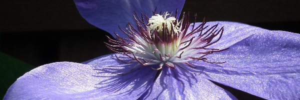 Clematis, Kwiaty, Przyroda