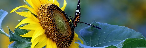 Motyl, Słonecznik