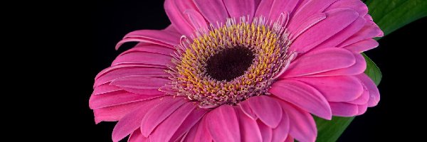 Gerbera, Różowa