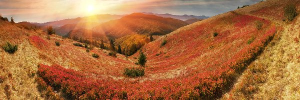 Drzewa, Wzgórza, Promienie słońca, Trawa, Góry Karpaty, Ukraina