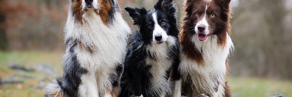 Trzy, Owczarek australijski, Psy, Kamienie, Border collie