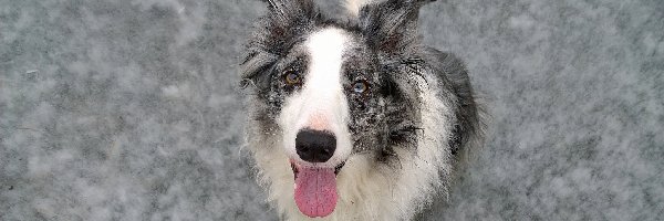 Border collie, Zbliżenie, Mordka, Pies