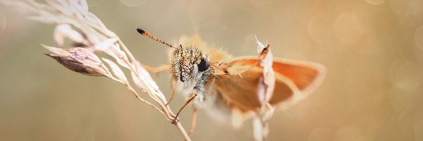 Źdźbło, Motyl, Karłątek