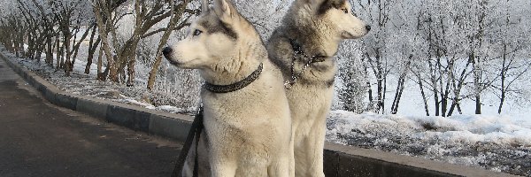 Śnieg, Siberian Husky, Zima, Psy