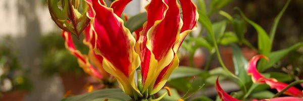 Glorioza wspaniała