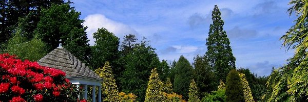 Altanka, Rododendrony, Kwitnące, Park