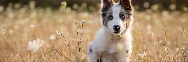 Border, Łąka, Collie, Szczeniak