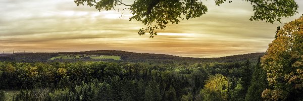 Lasy, Saint-Jacques, Wzgórza, Drzewa, Prowincja Nowy Brunszwik, Kanada