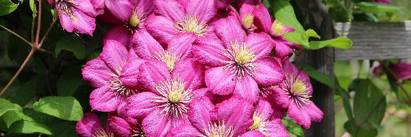 Liście, Kwiaty, Płot, Lato, Różowe, Clematis