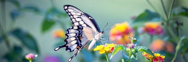 Kwiaty, Paź królowej, Motyl