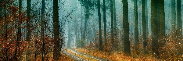 Jesień, Las, Drzewa, Droga, Mgła
