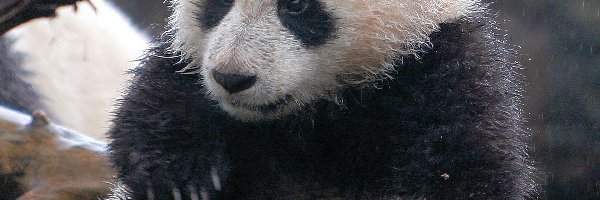 Drzewo, Panda