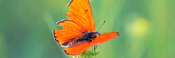Owad, Motyl, Pomarańczowy