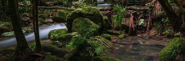 Potok, Las deszczowy, Palmy, Kamienie, Park Narodowy Nightcap, Australia