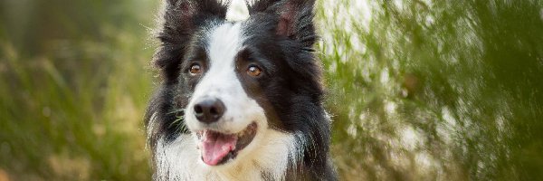 Border Collie, Rozmycie, Trawa, Pies