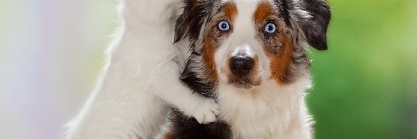 Owczarek australijski-australian shepherd, Pies, Kot