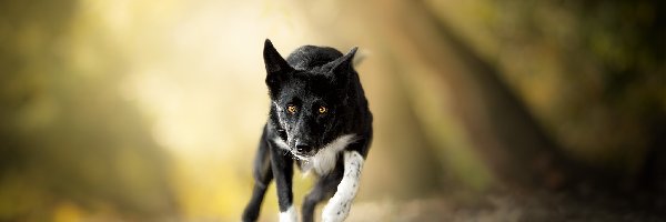 Rozmyte, Border collie, Kamienie, Tło, Biegnący, Pies