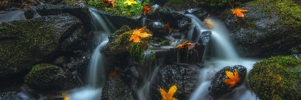 Liście, Stany Zjednoczone, Las, Rezerwat przyrody Columbia River Gorge, Roślinność, Wodospad Dry Creek Falls, Jesień, Mech, Strumień, Stan Oregon, Kamienie