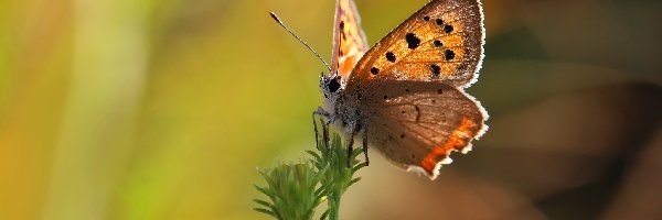 Czerwończyk, Lato, Owad, Motyl