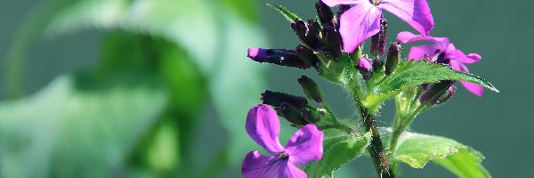 Lunaria, Kwiatuszek, Fioletowy